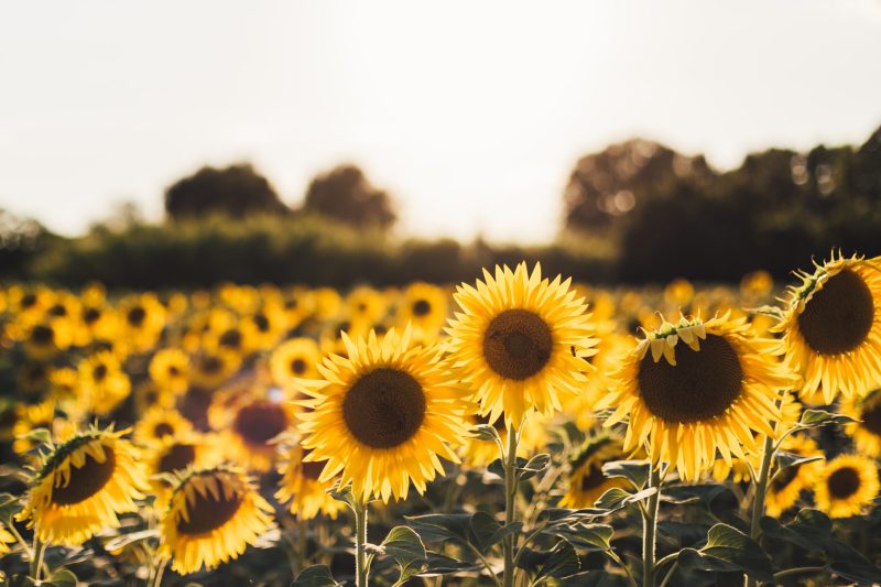 campo girasole